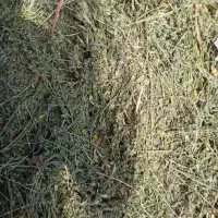 20غالب ینجه پرس شده