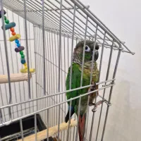 طوطی گرینچیک