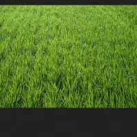 شالیزار رضوانشهر شادکوه آماده بهره برداری