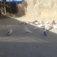 کبوتر نوک کوتاه