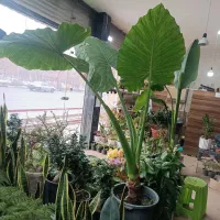 گل‌های غولپیکر نخل مسافر بابا آدم و بونسای