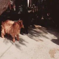 تعداد ۱۰عدد کهره نر|حیوانات مزرعه|قرقری, |دیوار