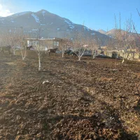 کره اسب|اسب و تجهیزات اسبسواری|سیلوانه, |دیوار