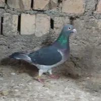 گبوتر پیلکی گمشده گمشده