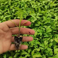 نشا گوجه|گل و گیاه طبیعی|مشهد, انبارنفت|دیوار