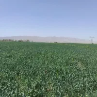 جو بذری