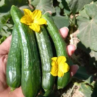 خیار اروگانیک باطمع عالی