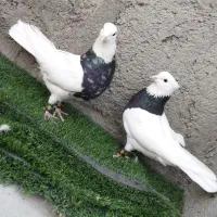 کبوتر  طوقی