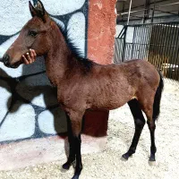 کره نر 5ماه عرب