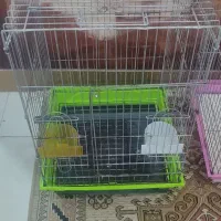 قفس