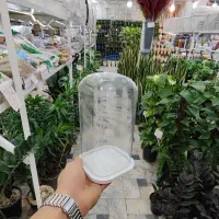 شیشه باکس شیشه آجیل یلدا گلدان تراریوم بامبو چله|گل و گیاه طبیعی|قم, ولیعصر|دیوار