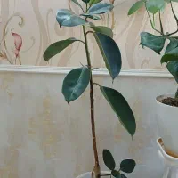 گل طبیعی|گل و گیاه طبیعی|سبزوار, توحیدشهر|دیوار