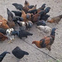 مرغ و خروس جوان