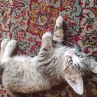 سه تا پیشوی خوشگل یدونه ماده دو تا  نر خاکستری