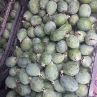 فوجی،فوجیا،فیجوا ارگانیک