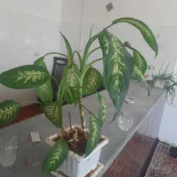 گلهای  آپارتمانی