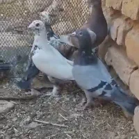 دسته کبوتر پلاکی بزک دست اولی تیرشب بازی