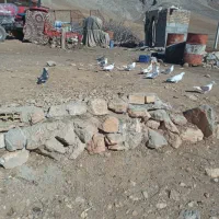 ۱۲ تا کفتر|پرنده|بیرانوند, |دیوار