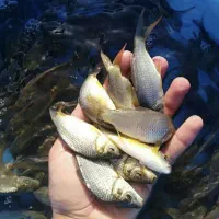 مرکز تکثیر و فروش بچه ماهی کپور و قزل الا