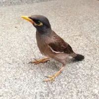 جوجه مینا