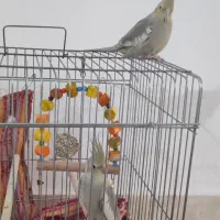 عروس هلندی|پرنده|قم, تعویض پلاک|دیوار