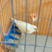 قناری نر|پرنده|پاکدشت, شهرک امام رضا|دیوار