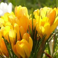 فروش گل زعفران درجه یک ۶ گلبرگ سوپر|خوردنی و آشامیدنی|گنبد کاووس, |دیوار