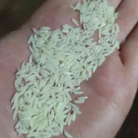 فروش برنج دم زرد و هاشمی اعلا بشرط