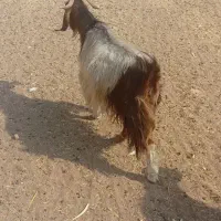 بز داشتی