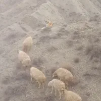 سگ گوسفندی|سگ|آشخانه, |دیوار