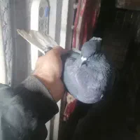 سه تاکلاغ دمسفید