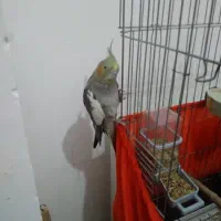 عروس هلندی ماده11ماهه