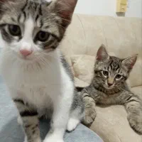 واگذاری بچه گربه محدوده شهسوار (تنکابن)|گربه|تنکابن, |دیوار