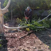 خرید انواع چوب های باغی|خدمات باغبانی و درختکاری|قائم‌شهر, |دیوار