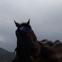 مادیان به همراه کره اسب|اسب و تجهیزات اسب‌سواری|آسارا, |دیوار