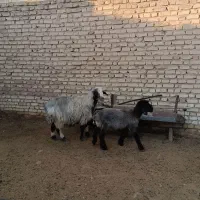 یک راس میش بره|حیوانات مزرعه|خرامه, |دیوار