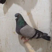 چندتا کبوتر خوب فروشی