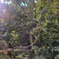 خانه دوطبقه