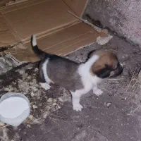 واگذارتوله دورگ سرابی|سگ|آستارا, |دیوار