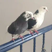 کفتر یا کبوتر