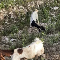 سه بز دورگ  با پنج کهره