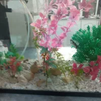 آکواریم  با ماهی گوپی|ماهی|تبریز, |دیوار