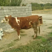 گوساله ماده سیمیتال قرمز