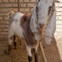 بز بیگ|حیوانات مزرعه|دزفول, |دیوار