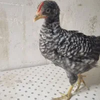 جوجه لهستانی و آمروک