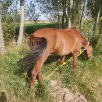 اسب مادیان|اسب و تجهیزات اسبسواری|بستان آباد, |دیوار