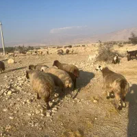 فروش40راس  میش گوسفند ترکی بختیاری بره دار