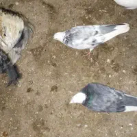 ۸ عدد کبوتر|حیوانات|چالدران, |دیوار