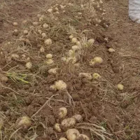 سیب زمینی بذری کارلیا ۴۰۲ تضمینی|عمدهفروشی|قیدار, |دیوار