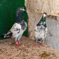 کفتر تیدی شعبان